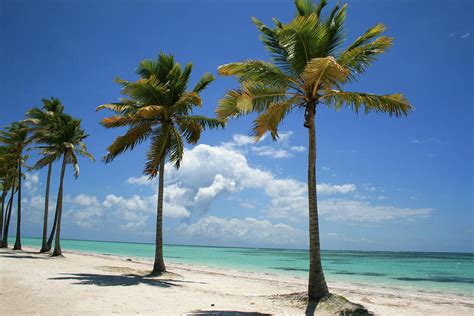 Beautiful Palm Trees On Beach In Dominican Republic Photograph By