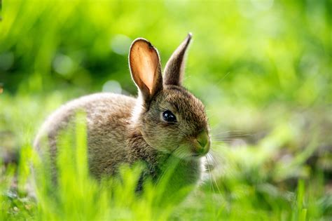 Rabbit Wallpapers Pictures Images