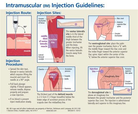 Intramuscular Injection Diagram Ideas Bigmantova