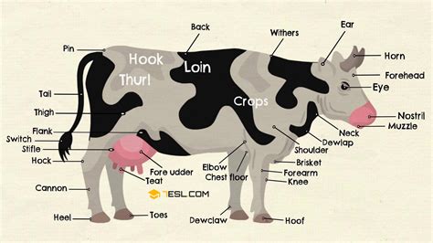 Parts Of A Cow Useful Cow Anatomy With Pictures 7esl