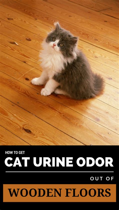 How To Get Cat Urine Odor Out Of Wooden Floors Cat Urine Urine Odor