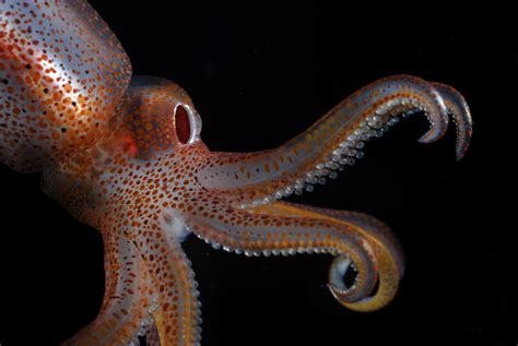 Cephalopod Week Science Friday