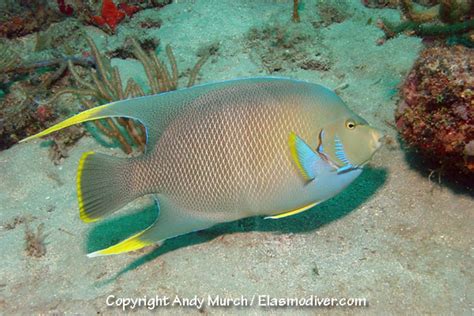 Blue Angelfish Information And Picture Sea Animals