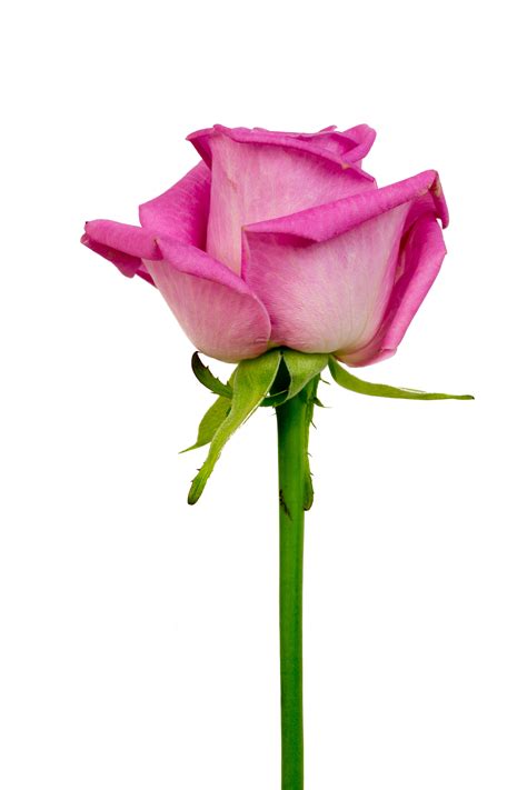 รูปภาพ ปลูก กลีบดอกไม้ เบ่งบาน แมโคร ดอกกุหลาบสีชมพู ดอกไม้สี