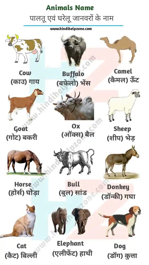 5 Animals Name In Hindi Andre