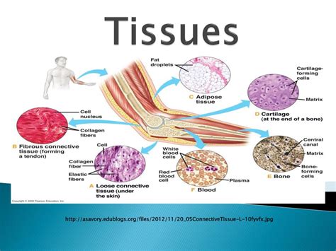Ppt Tissues Powerpoint Presentation Free Download Id5746849
