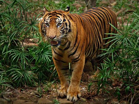 Pelatihan Advokasi Upaya Lindungi Harimau Sumatera — Mimbar Rakyat