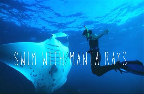 Swim With Manta Rays Bucket List Pinterest