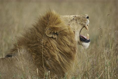 Profile Of A Roaring Lion Panthera Leo Photograph Images Frompo