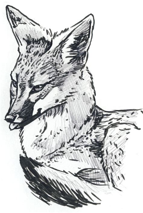 Cute Gray Fox By Silvercrossfox On Deviantart
