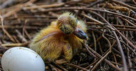 Baby Pigeon 5 Squab Pictures And 5 Facts A Z Animals