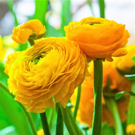 Brilliant Yellow Tecolote® Ranunculus Bulbs for Sale | Yellow - Easy To ...