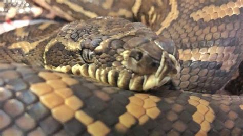 Python Found With 500 Ticks Treated For Anaemia Bbc News