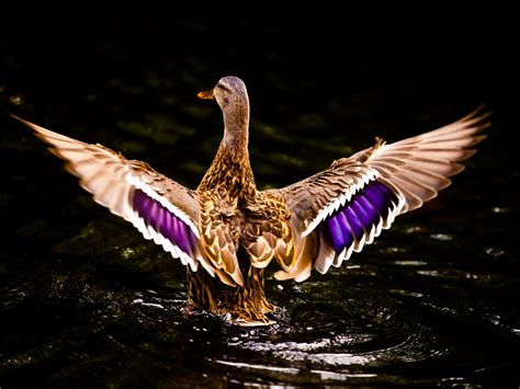 Duck Picture Image Abyss