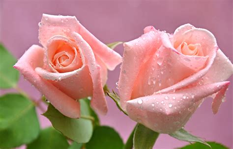 Fondos De Pantalla Rosas De Cerca Rosa Color Gota De Agua Dos Flores