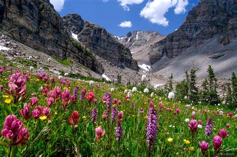 Excellent heat tolerance and bred to thrive all summer in north american climates and landscape plantings. Ogalalla Flowers | Indian Peaks Wilderness, Colorado ...
