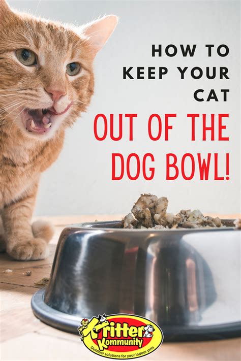 Is Dog Food Bad For My Cat Abiewhw