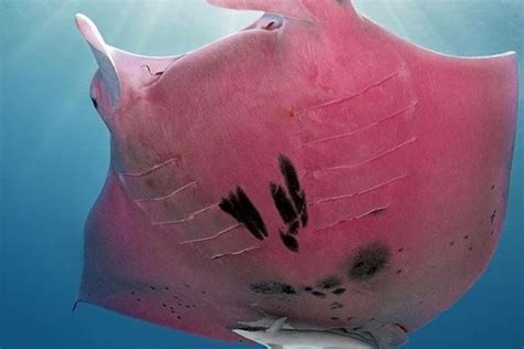 Pics Super Rare Pink Manta Ray Spotted In The Great Barrier Reef
