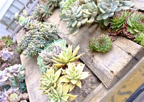 6 Eco Friendly Gardening Ideas To Dress Up Your Yard This Spring