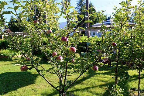 Tiny Orchards And Potted Fruit Trees Modern Farmer