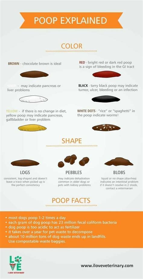 Dog Poop Color Chart Find Out What Each Color Means Yellow Poop Color