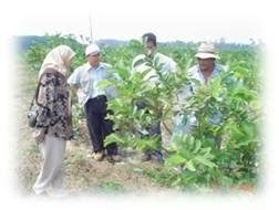 Tepals usually large, showy, distinct or connate in tube; Anim Agro Technology: Plants Classfication and Names
