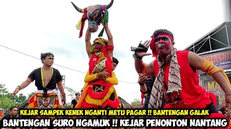 banteng suro