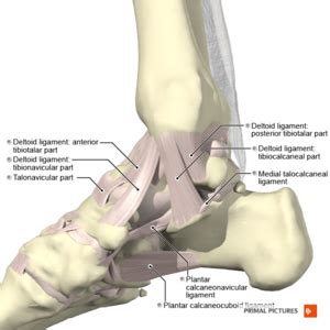 A third ligament, the posterior talofibular ligament, runs along the back of your ankle. Ankle Sprain - Physiopedia
