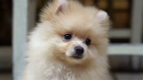 Most Cutest Dog Breeds In The World Photos All Recommendation