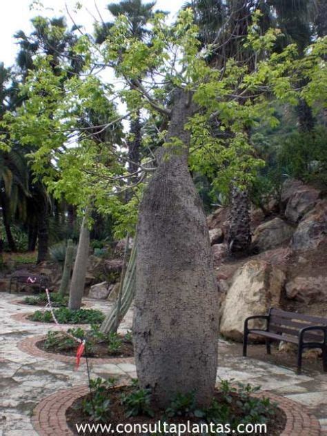 Toborochi Tree Için 36 Fikir Ağaç Yaşlı Ağaç Bi̇tki̇
