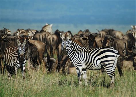 See The Great Migration Tanzania Audley Travel
