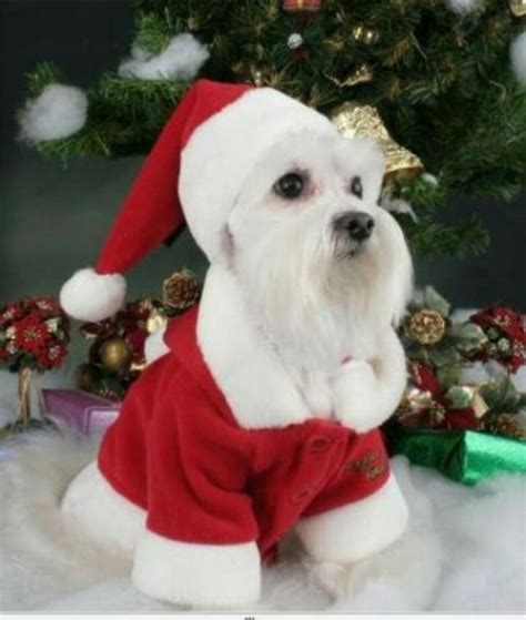 Pin By Nikey Mattson On Perritos Christmas Animals Christmas Dog