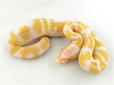 Albino Orange Dream Morph List World Of Ball Pythons