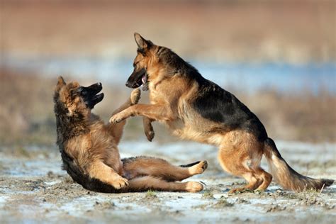Will Two Female German Shepherds Get Along And Live Together World Of Dogz