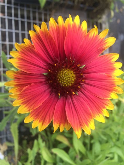 A substance in the form of a fine powder, especially as obtained by sublimation: Blanket Flower Seed - Florida Native Wildflowers