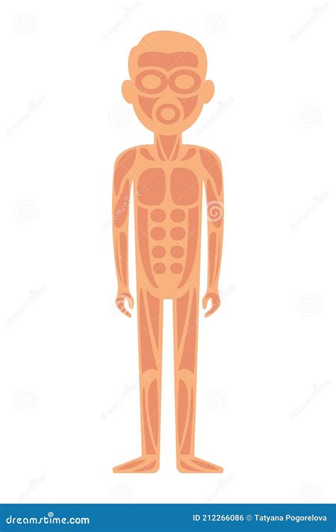Anatomy Of Man Muscular System Anterior View Stock Vector