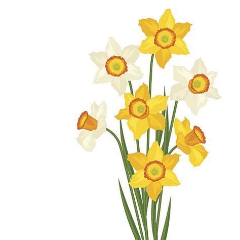 Royalty Free Daffodil Clip Art Vector Images