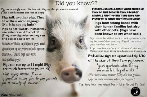 Fun Pig Facts Mini Potbelly Pigs Pig Pot Belly Pigs