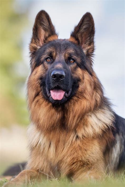 Big German Shepherd Breeds