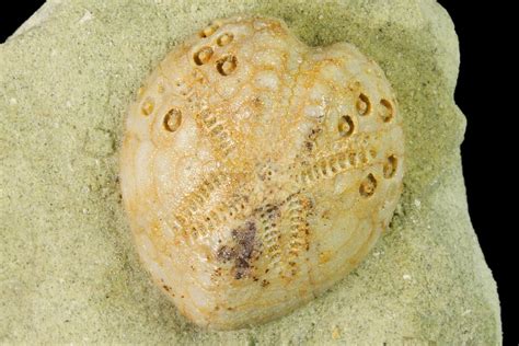 9 Sea Urchin Lovenia Fossil On Sandstone Beaumaris Australia