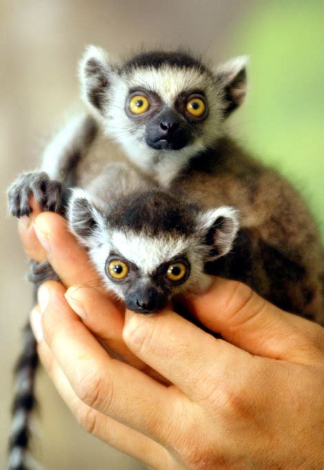 Bite Sized Ring Tailed Lemur Babies Zooborns
