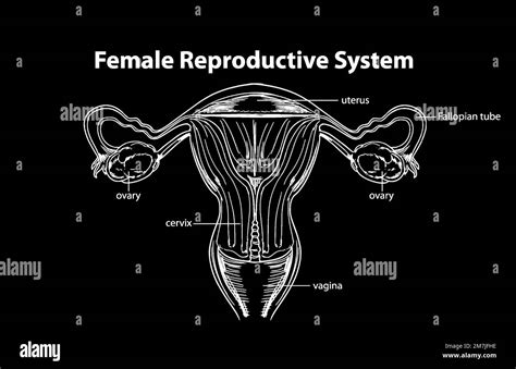 Female Reproductive System Vector Illustration Stock Vector Image And Art
