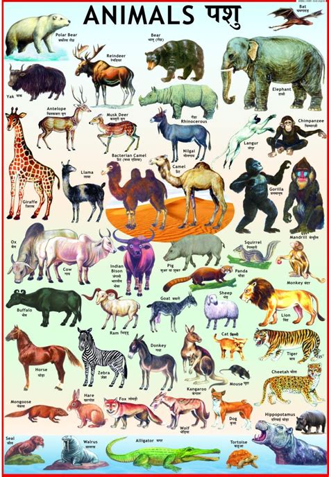 Animals Educational Laminated Wall Chart A4 Size For