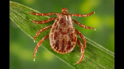Experts Warn Of Increases In Potentially Deadly Tick Borne Powassan