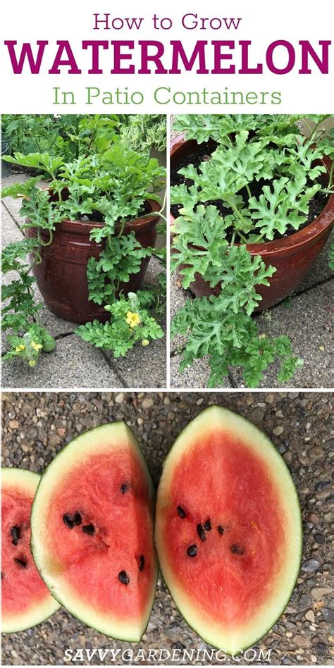 Growing Watermelon In Containers From Seed To Harvest How To Grow