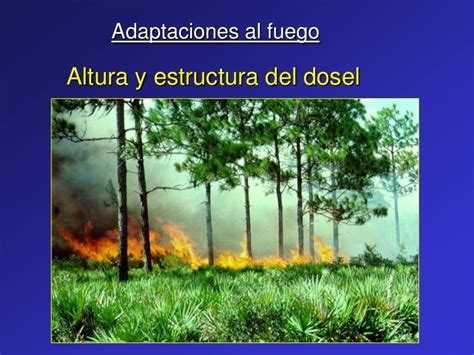 Ecología Del Fuego Y Los Efectos Del Fuego