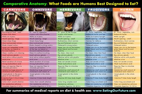 Are Humans Frugivores And Designed To Eat Mostly Fruit