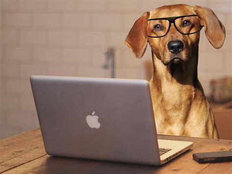 ¿realmente Los Perros Son Tan Inteligentes Un Estudio Tiene La