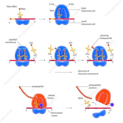 Stages Of Protein Synthesis Illustration Stock Image C0238874
