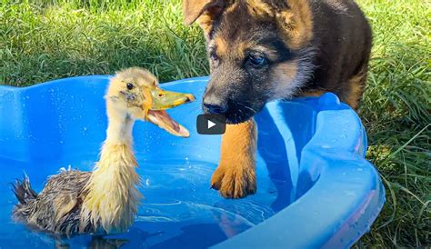 A Puppy And A Baby Duck The Rob Anybody And Dawn Show Rad Radio